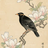 Malen nach Zahlen Amsel bei Magnolie Japan