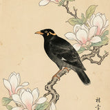 Malen nach Zahlen Amsel bei Magnolie Japan