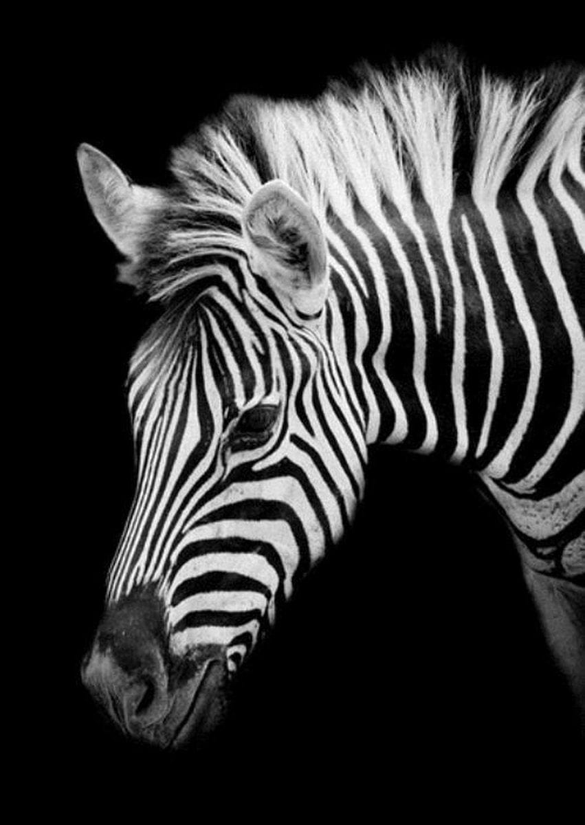 Diamond Painting Zebra Porträt