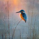 Malen nach Zahlen Eisvogel bei Sonnenaufgang