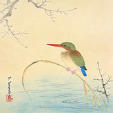 Malen nach Zahlen IJsvogel aan de oever Japan