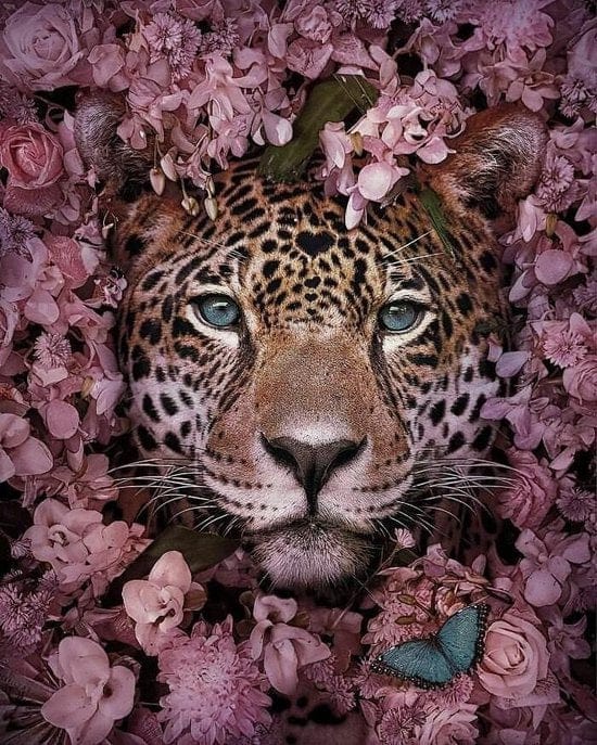 Malen nach Zahlen Tiger mit Blumen