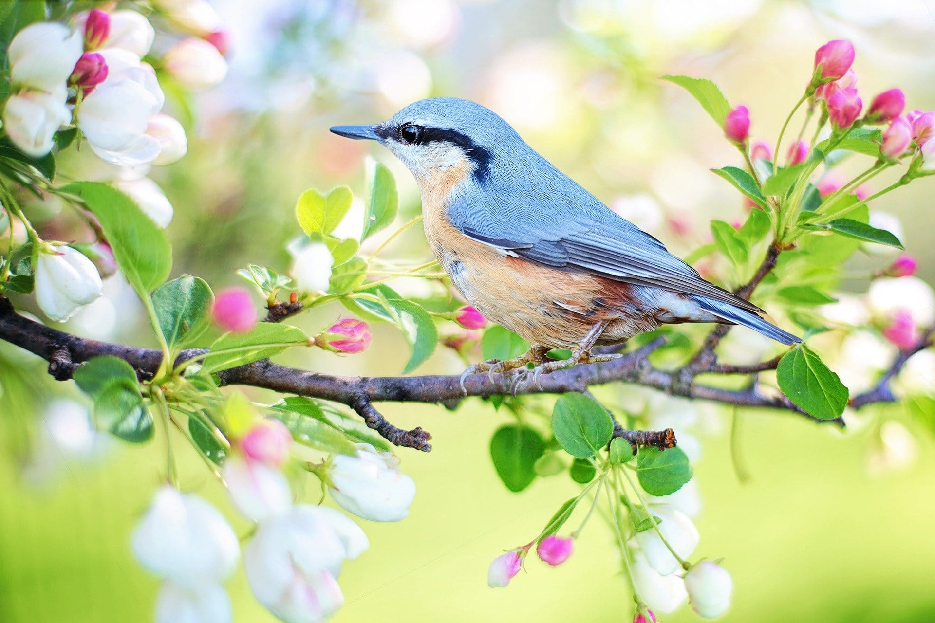 Malen nach Zahlen Blauer Vogel