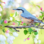 Malen nach Zahlen Blauer Vogel