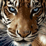 Malen nach Zahlen Tiger mit blauen Augen