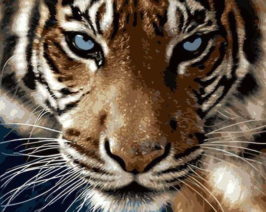 Malen nach Zahlen Tiger mit blauen Augen