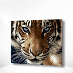 Malen nach Zahlen Tiger mit blauen Augen